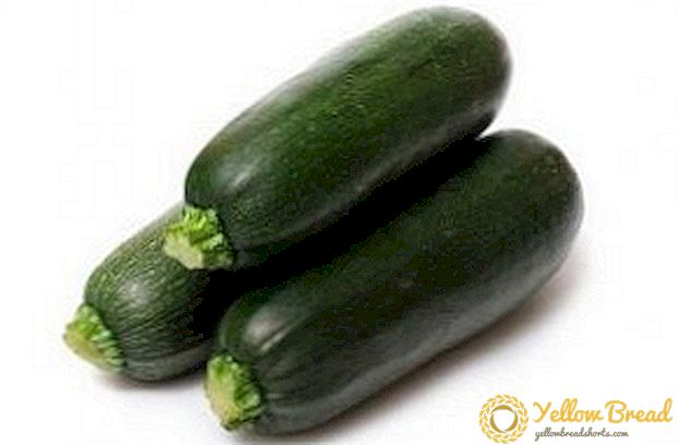 Zucchini: what is this plant and how to care for it