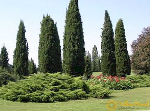 Jenis dan varietas taman cypress