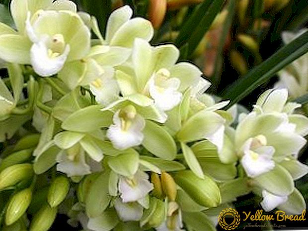 Tipos de orquídeas Cymbidium con nomes e fotos
