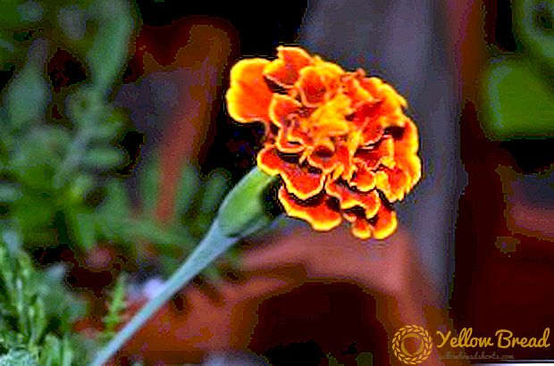 Jenis marigold, deskripsi dan foto varietas populer