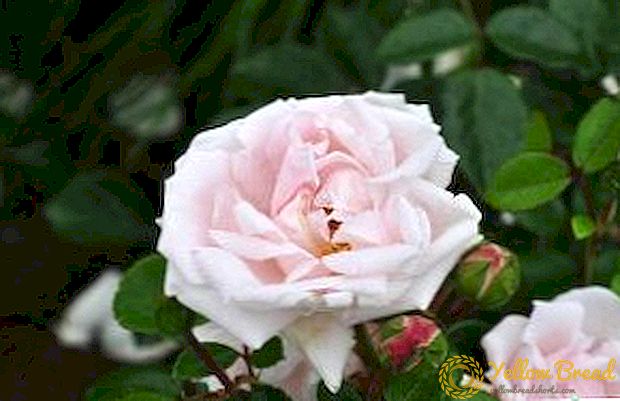 متواضع وعطرة: ميزات أصناف من الورود 