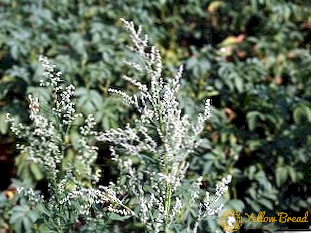 Penggunaan quinoa: faedah dan bahaya menggunakan tumbuhan