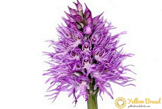 Tərkibində istifadə üçün orkide və reseptlərin faydalı xüsusiyyətləri