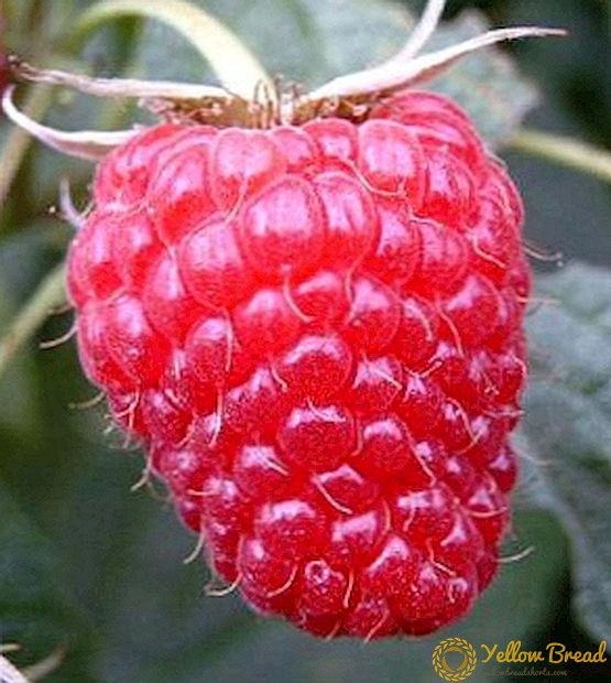 Raspberryvariëteiten Brusuvian: kenmerken en landbouwtechnologie van de teelt