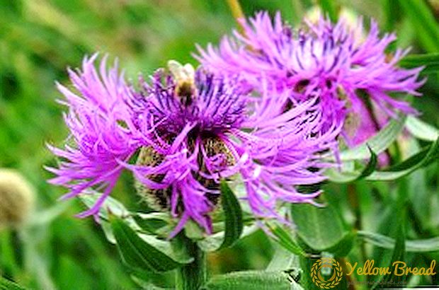 Phrygian Cornflower: Medicinal Properties