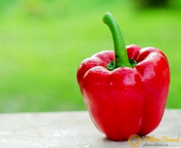 Vegetable pepper Gogoshar (Ratunda)