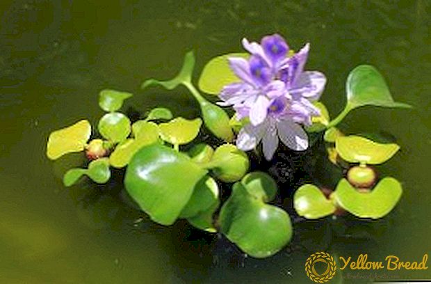 Jacinto de auga (eichornia): características de crecemento nun estanque ou acuario