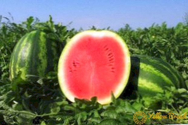 Vattenmelon Chill: Beskrivning av sorten, egenskaper vid odling och vård