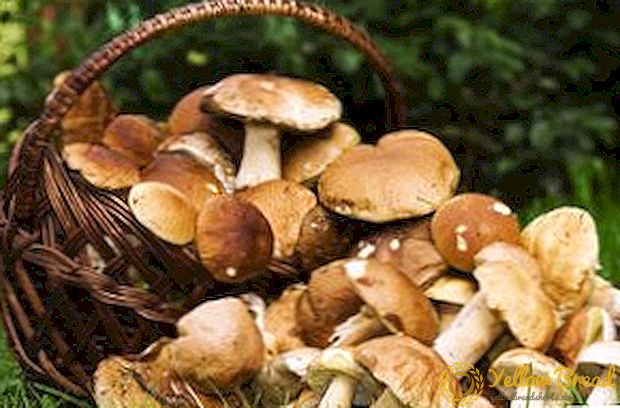 Bli bekant med ätbara typer svampar
