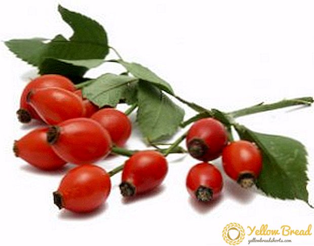 Meet the varieties of wild rose with large fruits