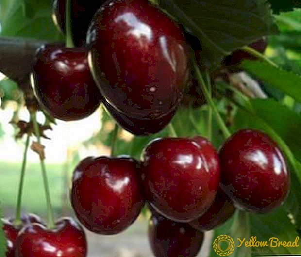 Садење на цреши: Дали е можно да се одгледува дрво од отпад?