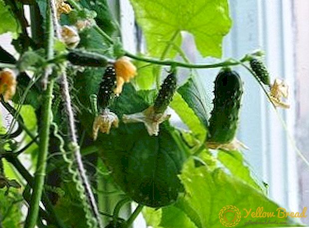 Ons behandel algemene siektes van komkommers op die vensterbank (met foto)
