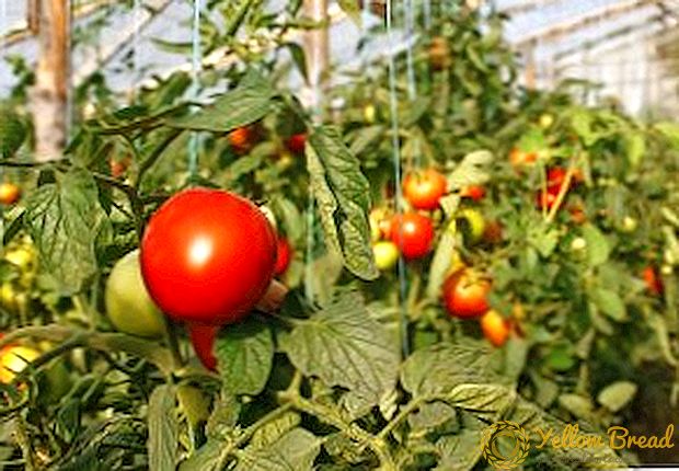Wat is ziek van tomaten in de kas en hoe behandel je ze?