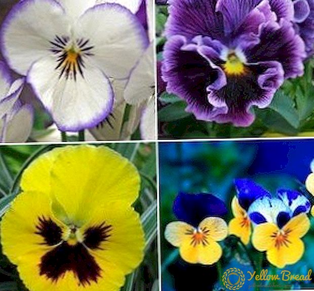 Hvilke flerårige blomster at plante i Urals