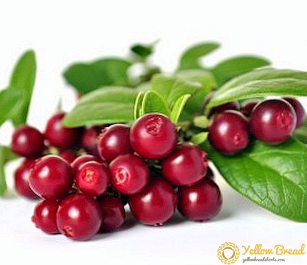 What are the benefits and harm of lingonberries