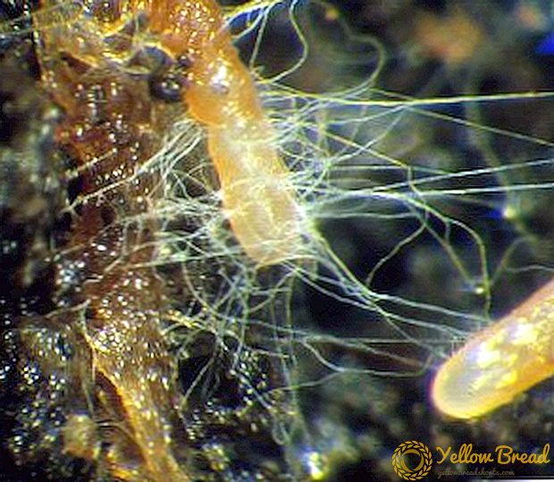 Hvað er hlutverk mycorrhiza (svepparót) í næringarfóðri?