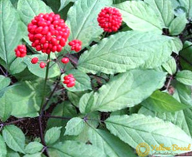 What is useful and harmful ginseng?