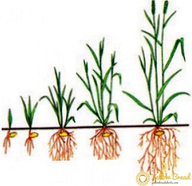 Wat is het groeiseizoen van planten en hoe het te bepalen