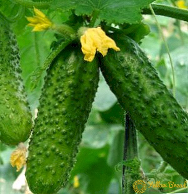 Cucumbers তিক্ত হয় না তাই কি করতে হবে