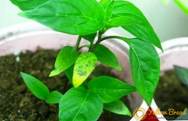 What to do when the leaves of pepper seedlings turn yellow and fall