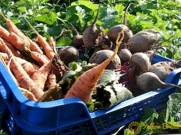 बगीचे से बीट और गाजर चुनने के लिए, विशेष रूप से फसल का संग्रह और भंडारण
