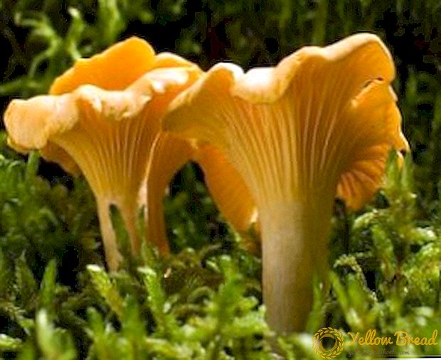 Missä kasaanviljat kasvavat ja miten ei jää vääriä sieniä