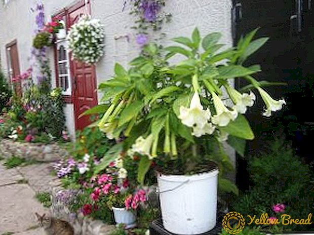 Is het mogelijk om Brugmans thuis te laten groeien, planten en verzorgen van een plant