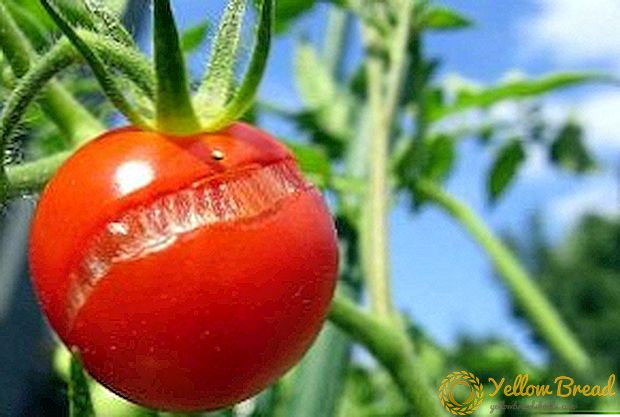 Warum knacken Tomaten im Land?