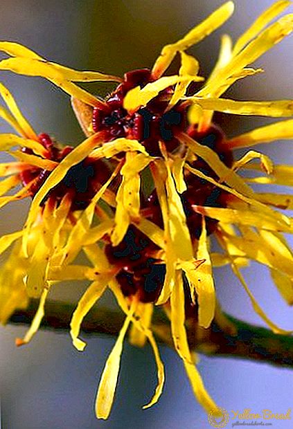 Witch hazel: species, planting and reproduction, especially care