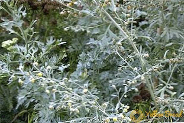 Wormwood species, or what is wormwood