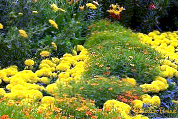 Sárga virágok ültetéséhez a kertben (fotó)