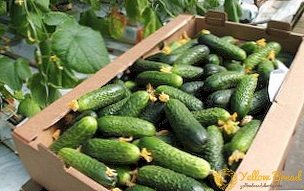 Cara kanggo ngreksa timun kanggo mangsa: carane supaya cucumbers seger