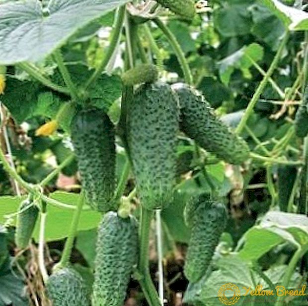 Cucumber variety 
