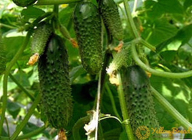 কিভাবে cucumbers একটি ভাল ফসল পেতে, hydroponics ব্যবহার করে চাষ