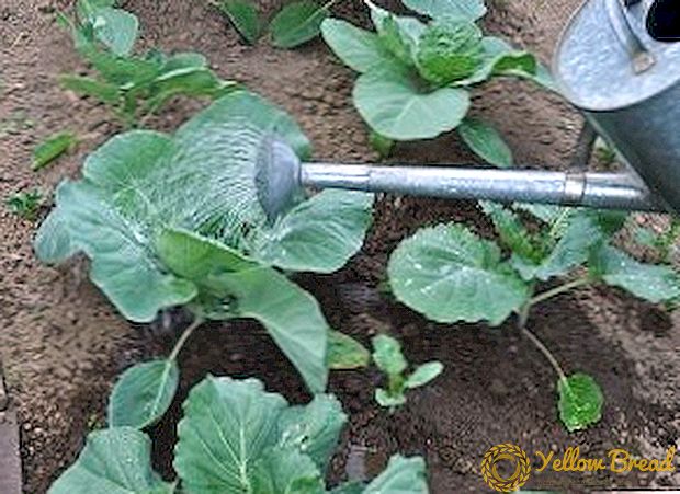 Basisregels en normen voor irrigatie van kool in de volle grond