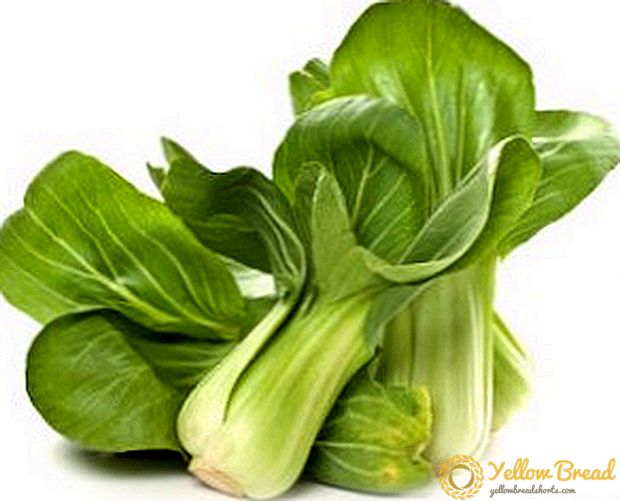 Chinese cabbage pak choi: tips on planting and care