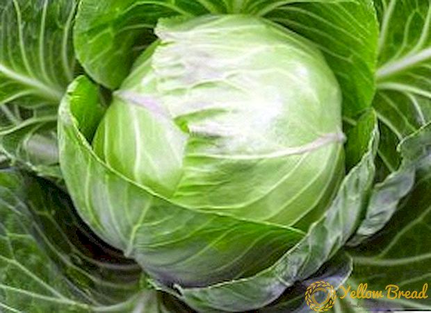 How to grow cabbage seedlings