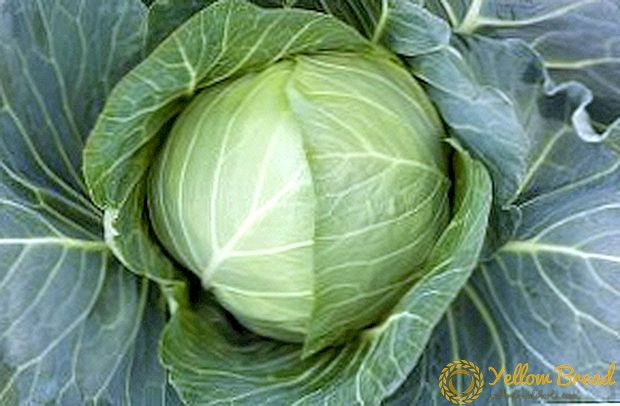 Varieties of cabbage gift: description, photo, planting, care