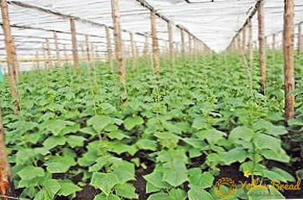 Features of growing cucumbers in the greenhouse