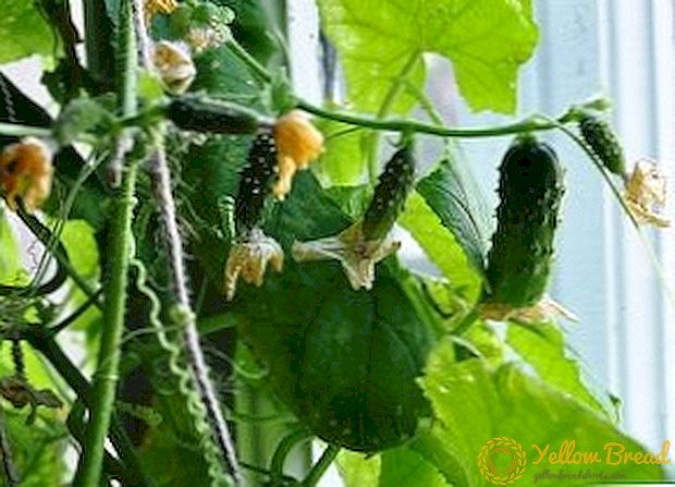 Vi vokser agurker på vinduskarmen: praktiske råd
