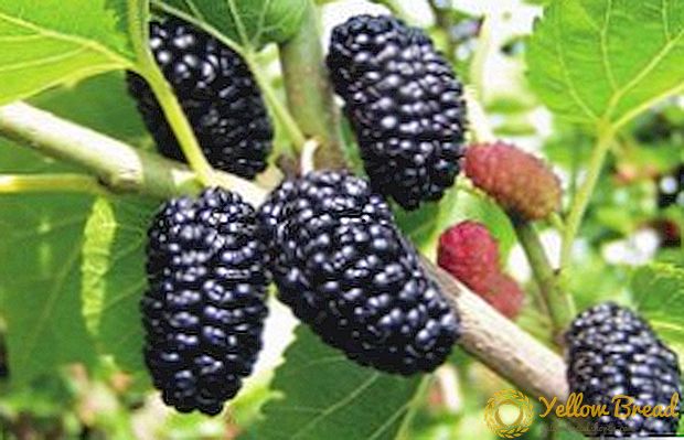 Mbanyoni, pruning lan breeding mulberries