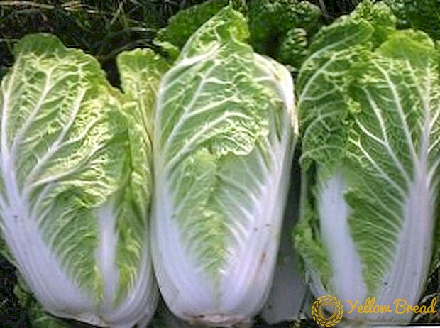 Rules for the cultivation of Chinese cabbage