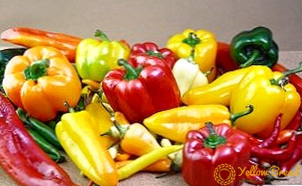 Bulgarialainen pippuri: miten kasvattaa laadukkaita taimia