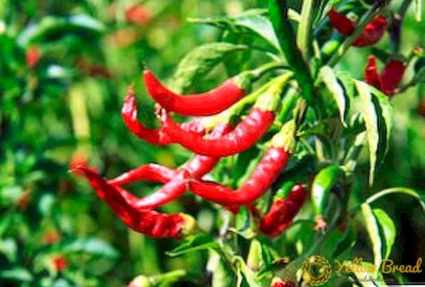 Miten kasvaa ja kasvaa chili-paprikaa