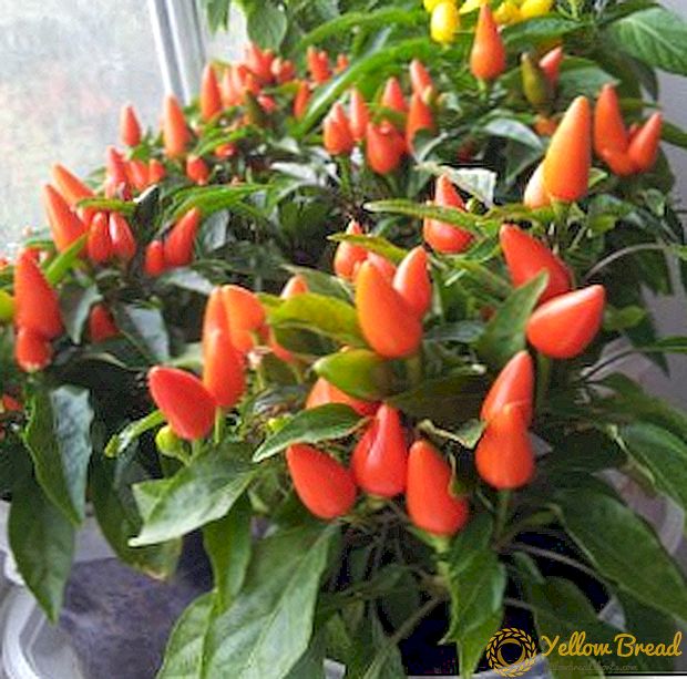 Hemmeligheder for den vellykkede dyrkning af chili peber på vindueskarmen