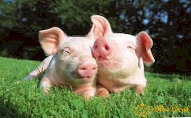 Домашно одгледување свињи: од каде да почнам со цел да се постигнат високи резултати?
