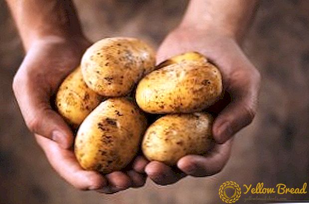 Gute Ernte Kartoffelsamen: Ist es real?