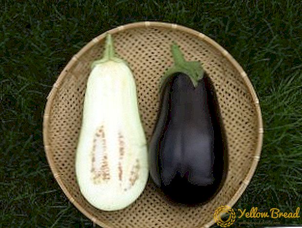 প্রাথমিক গ্রেড eggplant Epik F1
