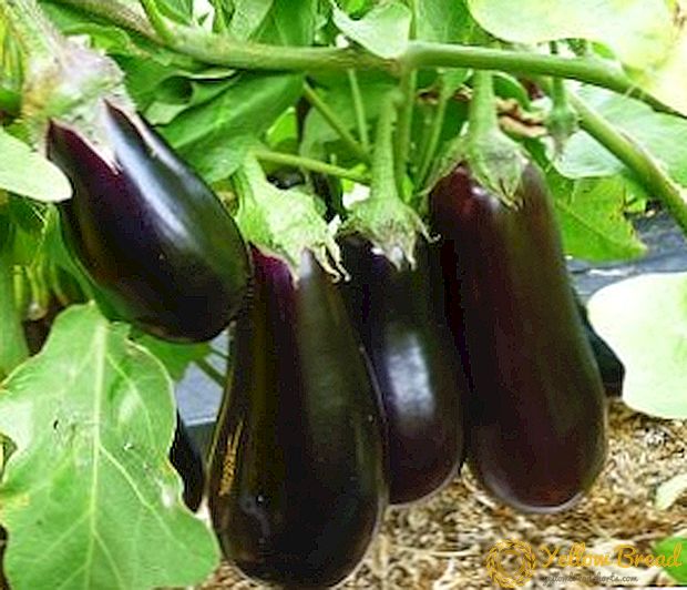 Sowing eggplant seedlings: practical advice