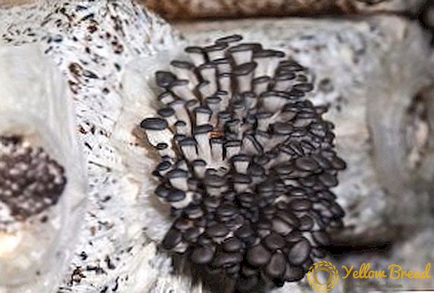 راه های رشد قارچ صدف در خانه در کیسه